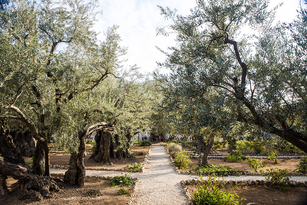 Garden of Gethsamane (for web)